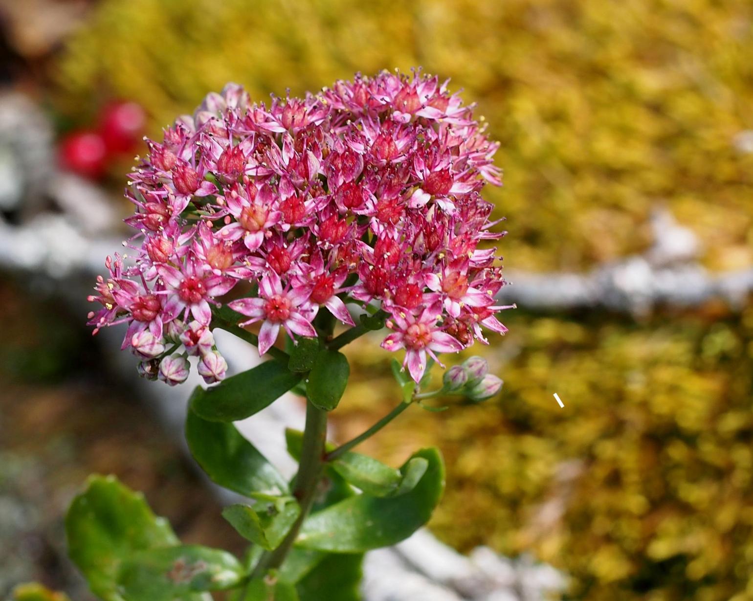 Orpine, Livelong